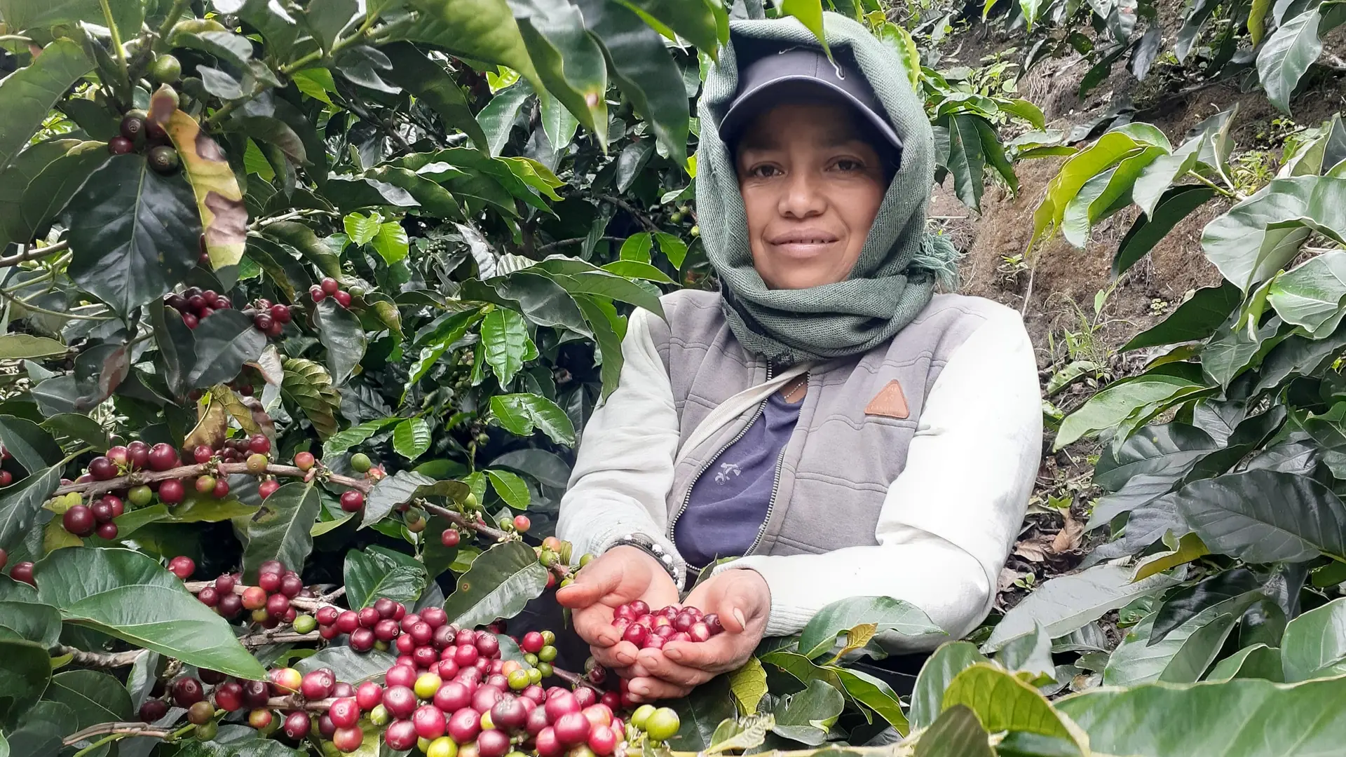 Kaffeeernte in der Inga-Gemeinschaft