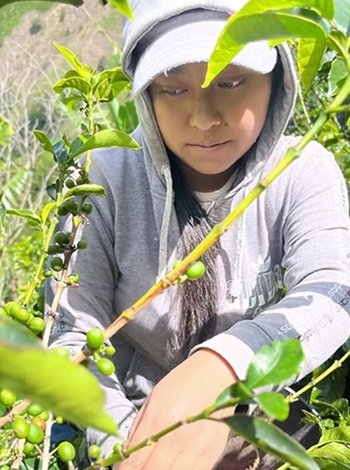 Honey prozess - Speciality Espresso <br> 250 Gr - 100% Arabica – Bild 3